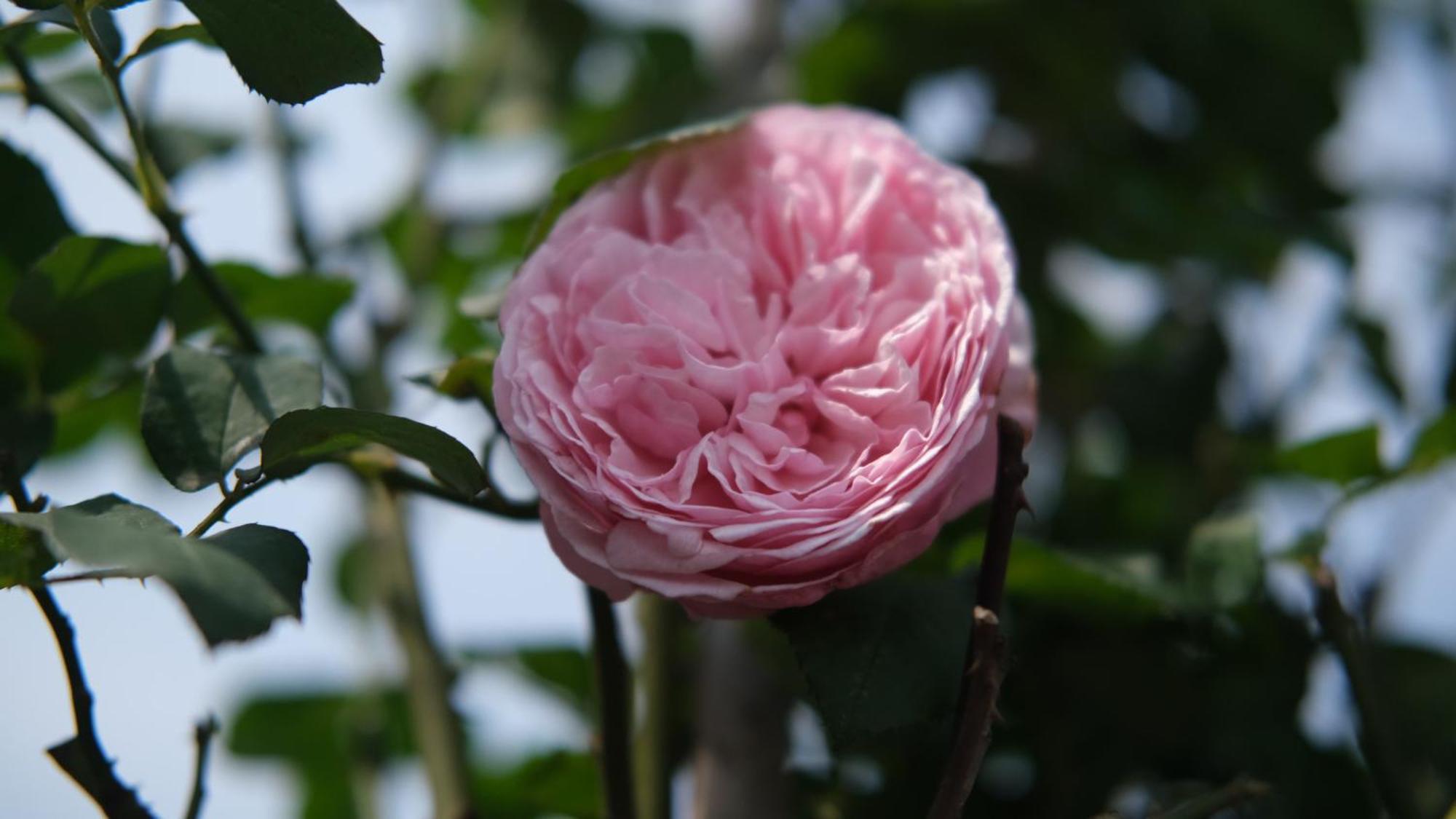 The Bloom Hanoi - Bespoke Living Eksteriør bilde